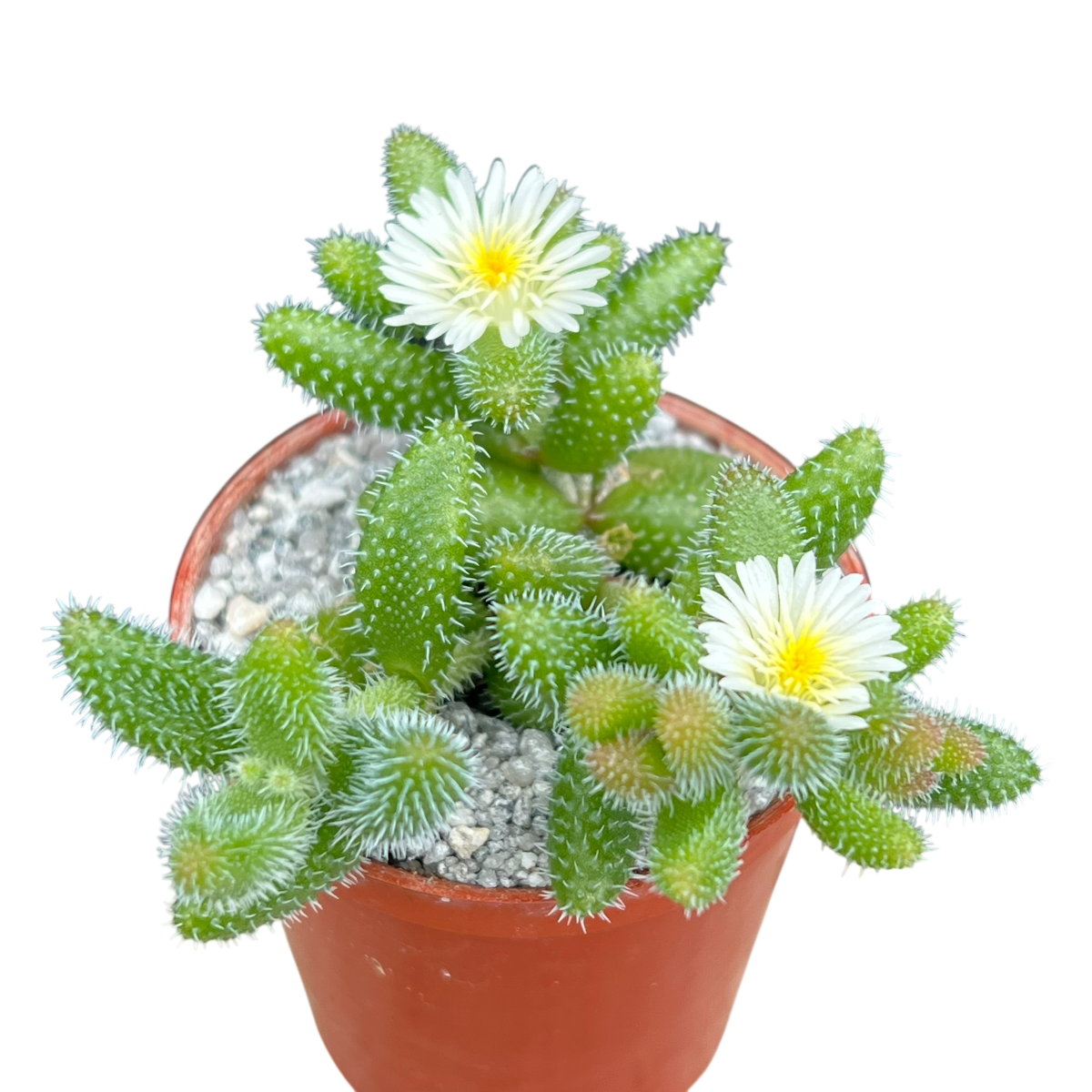 pickle plant succulent flower Delosperma echinatum