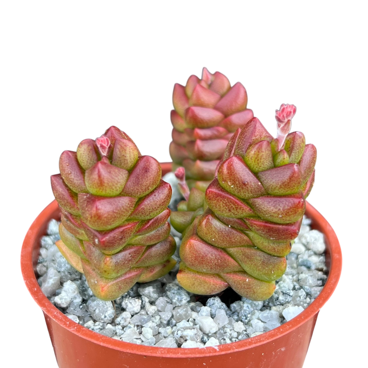 succulent plant in german Crassula x marchandii – Surreal Succulents