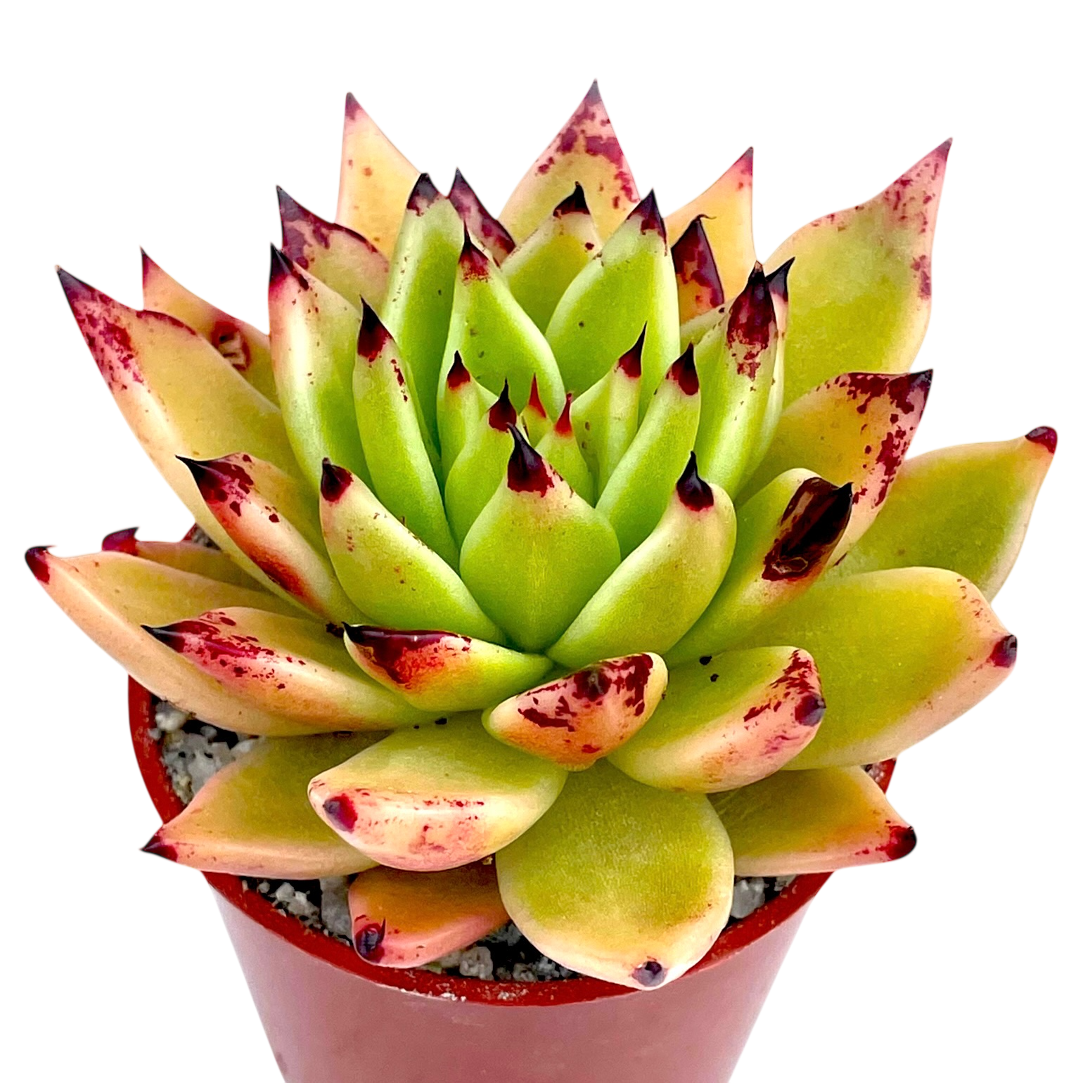 arrow succulent Echeveria agavoides 'Arrow' – Surreal Succulents