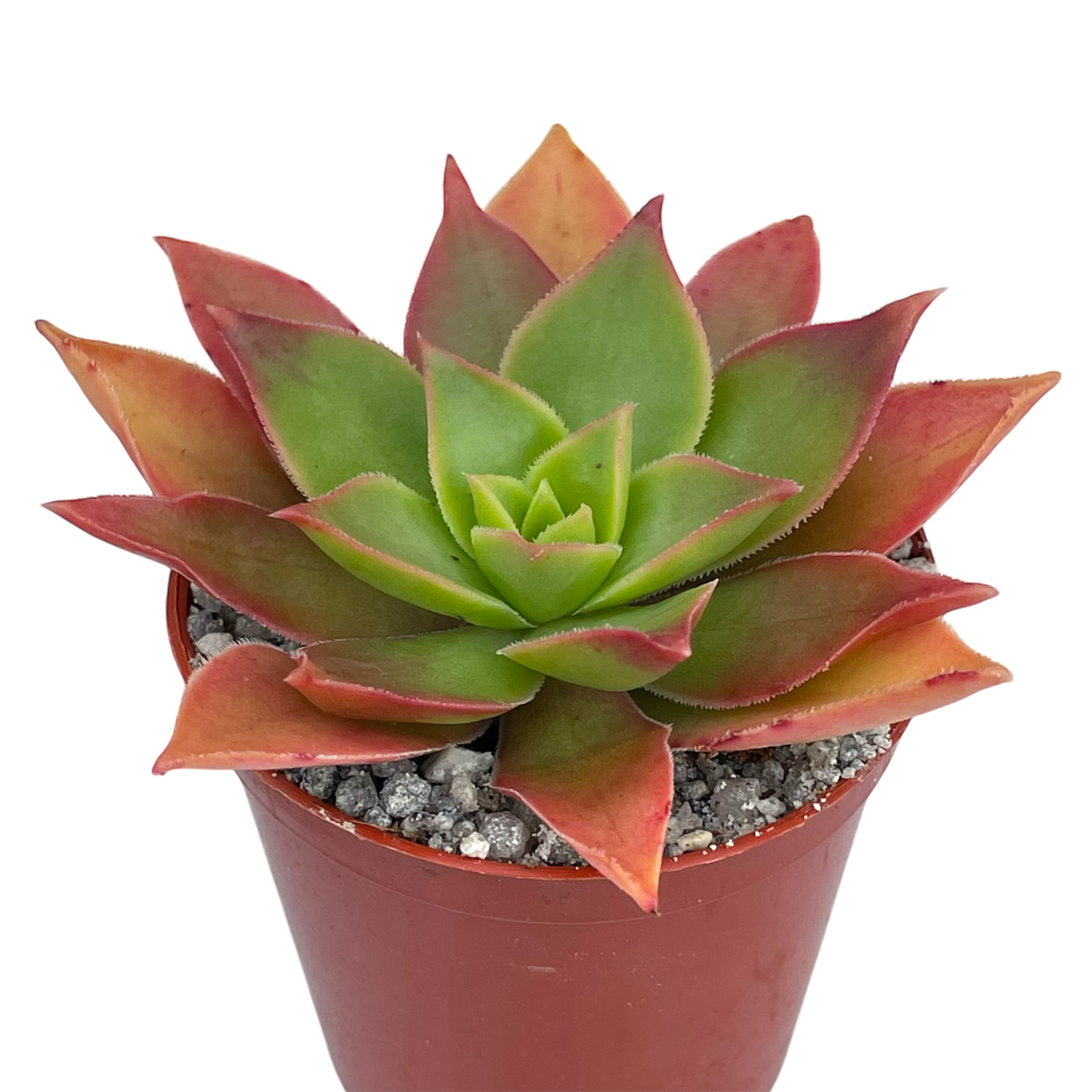 Aeonium leucoblepharum