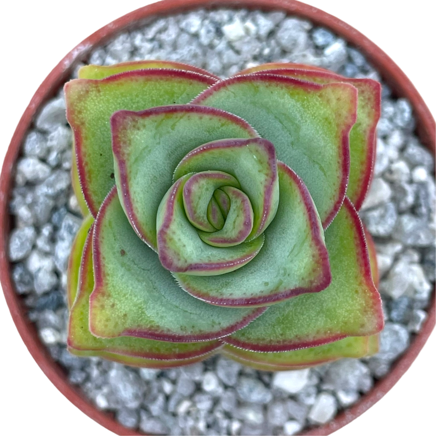 Crassula perforata