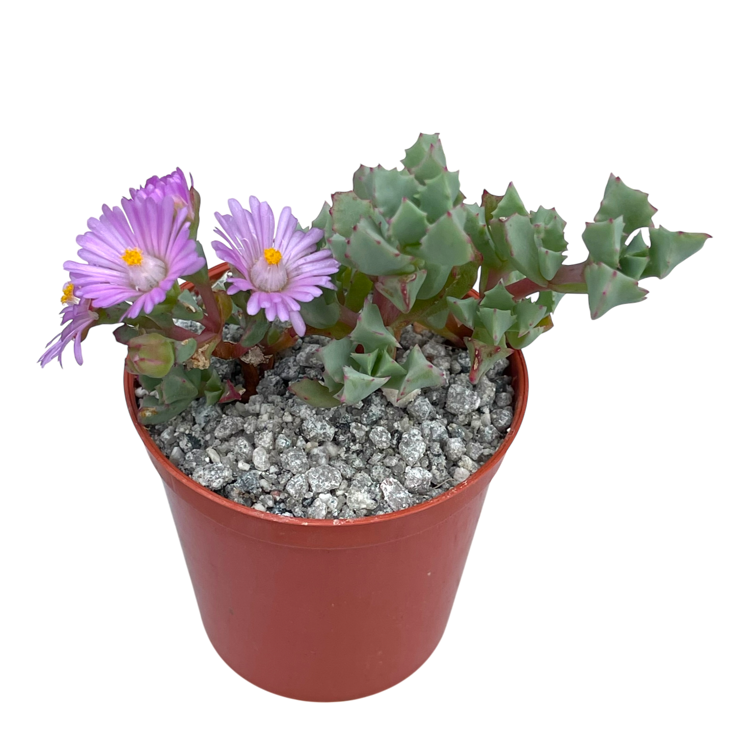 Oscularia deltoides