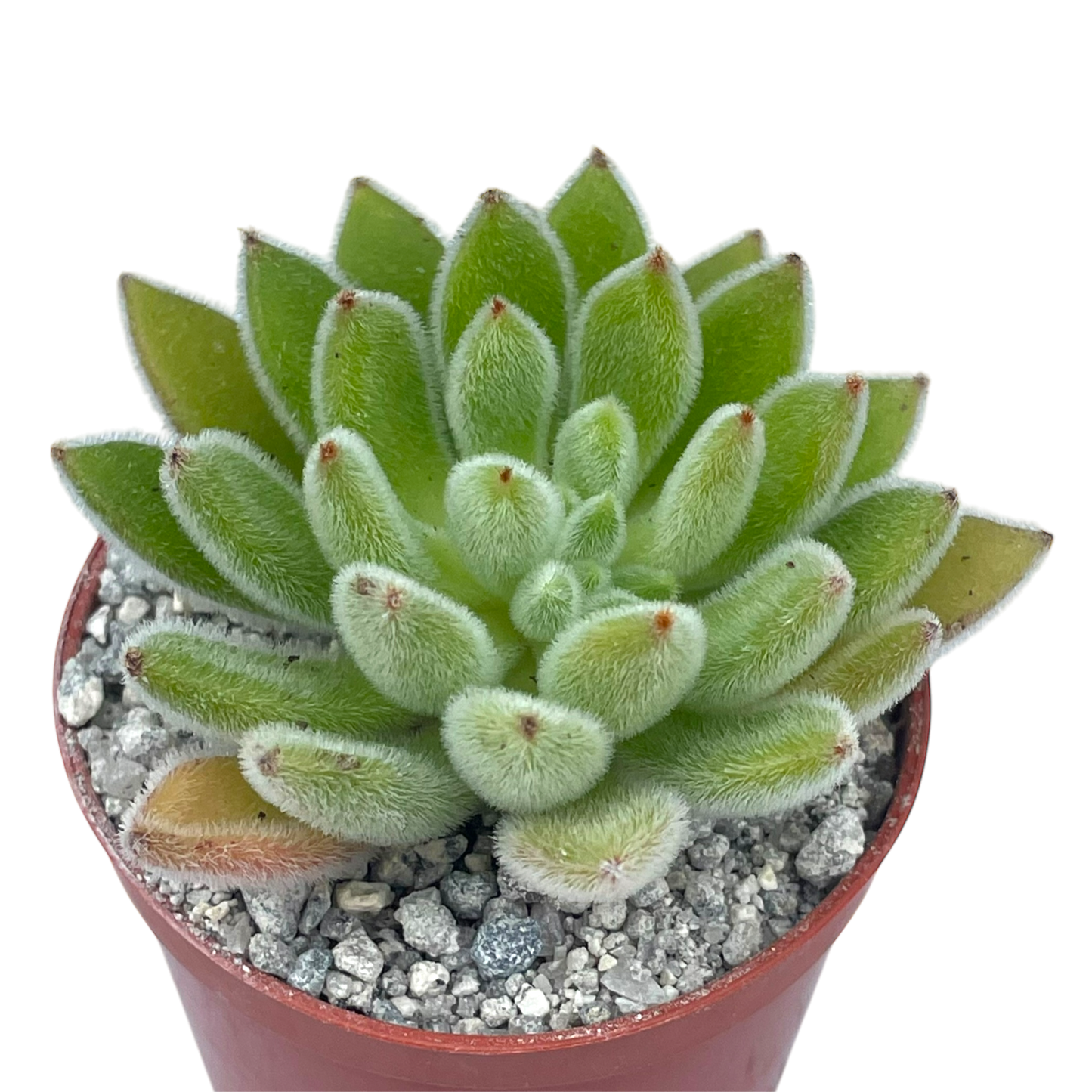Echeveria 'Set-Oliver'