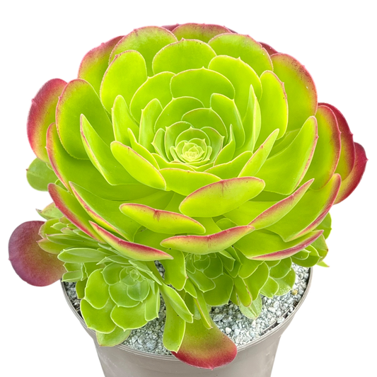 Aeonium 'Blushing Beauty'