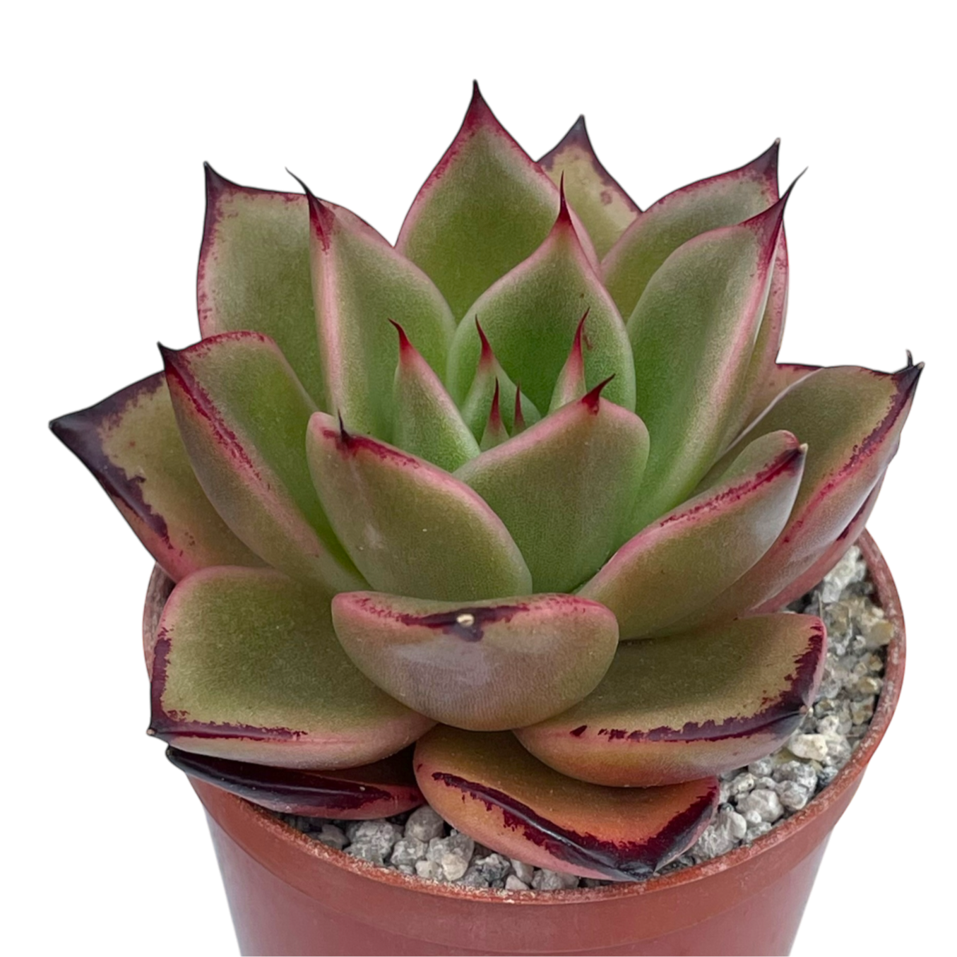 Echeveria agavoides 'Dragon's Tooth'