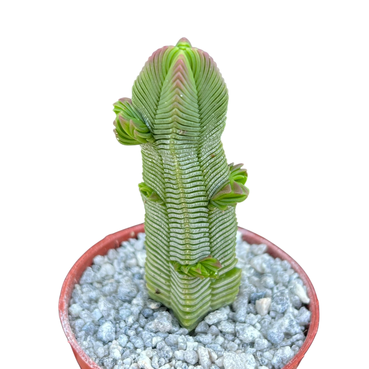 square leaf succulent Crassula pyramidalis – Surreal Succulents