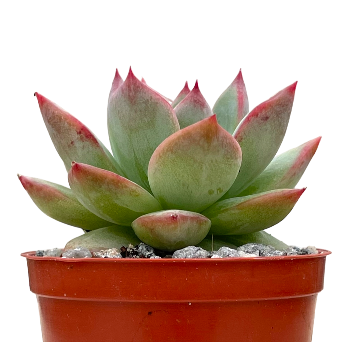 Echeveria 'Cornish Delight'