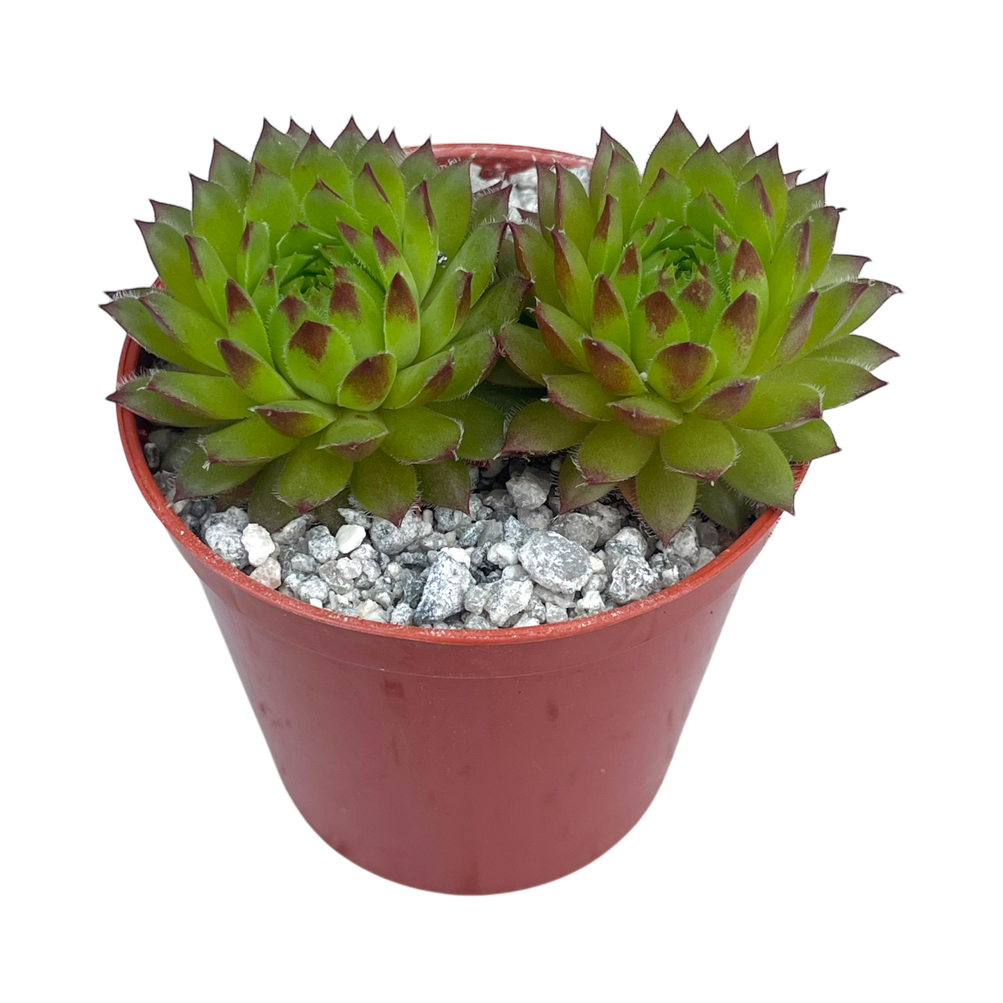 Sempervivum ingwersenii