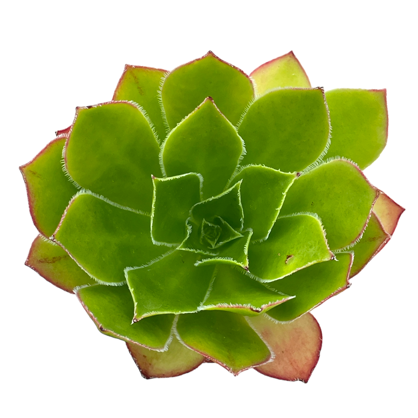 Aeonium 'Maximus'