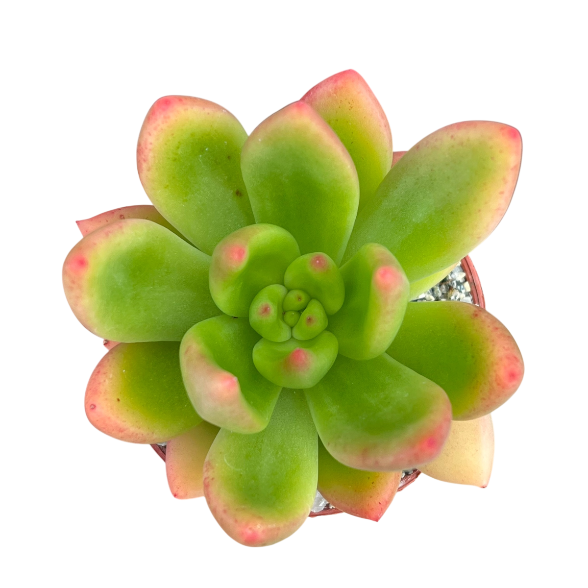 x Cremneria 'Scaphylla'