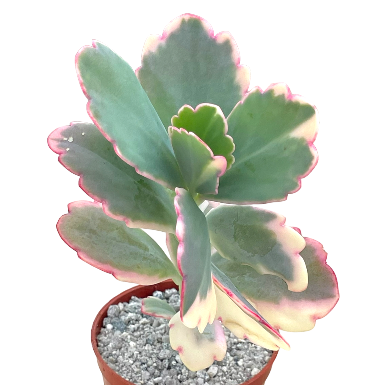 Kalanchoe fedtschenkoi variegata