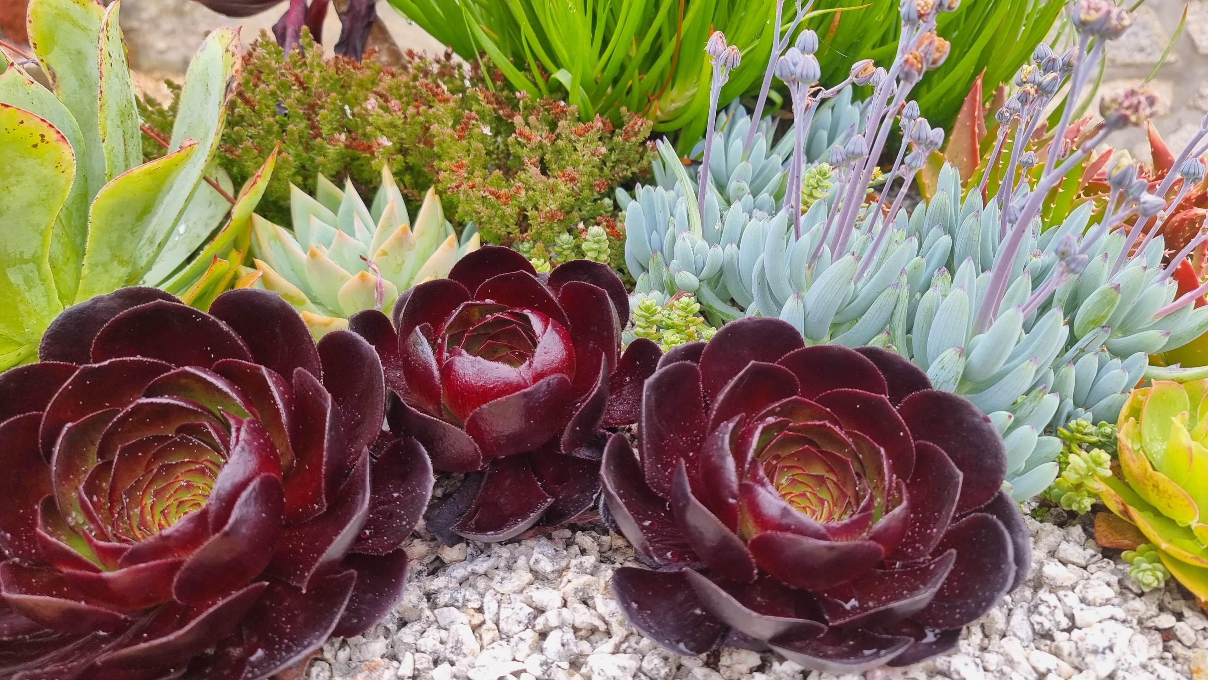 Collection of succulents with dark red rosettes and green and purple leaves on a gravel surface.