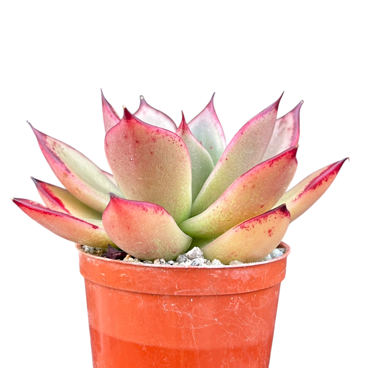 Echeveria agavoides 'Dragon's Tooth'