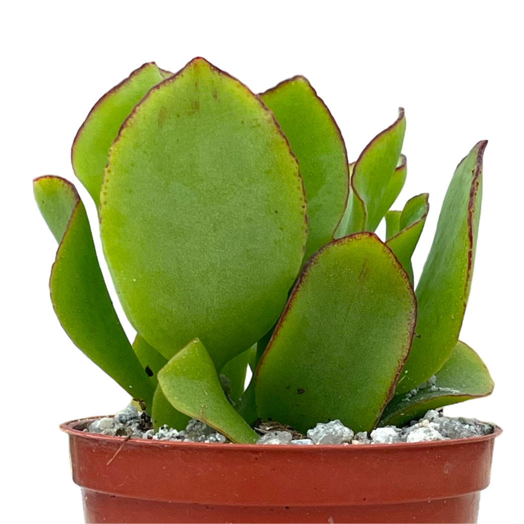 Crassula arborescens 'Ripple Jade'