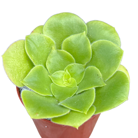 Aeonium canariense var. subplanum
