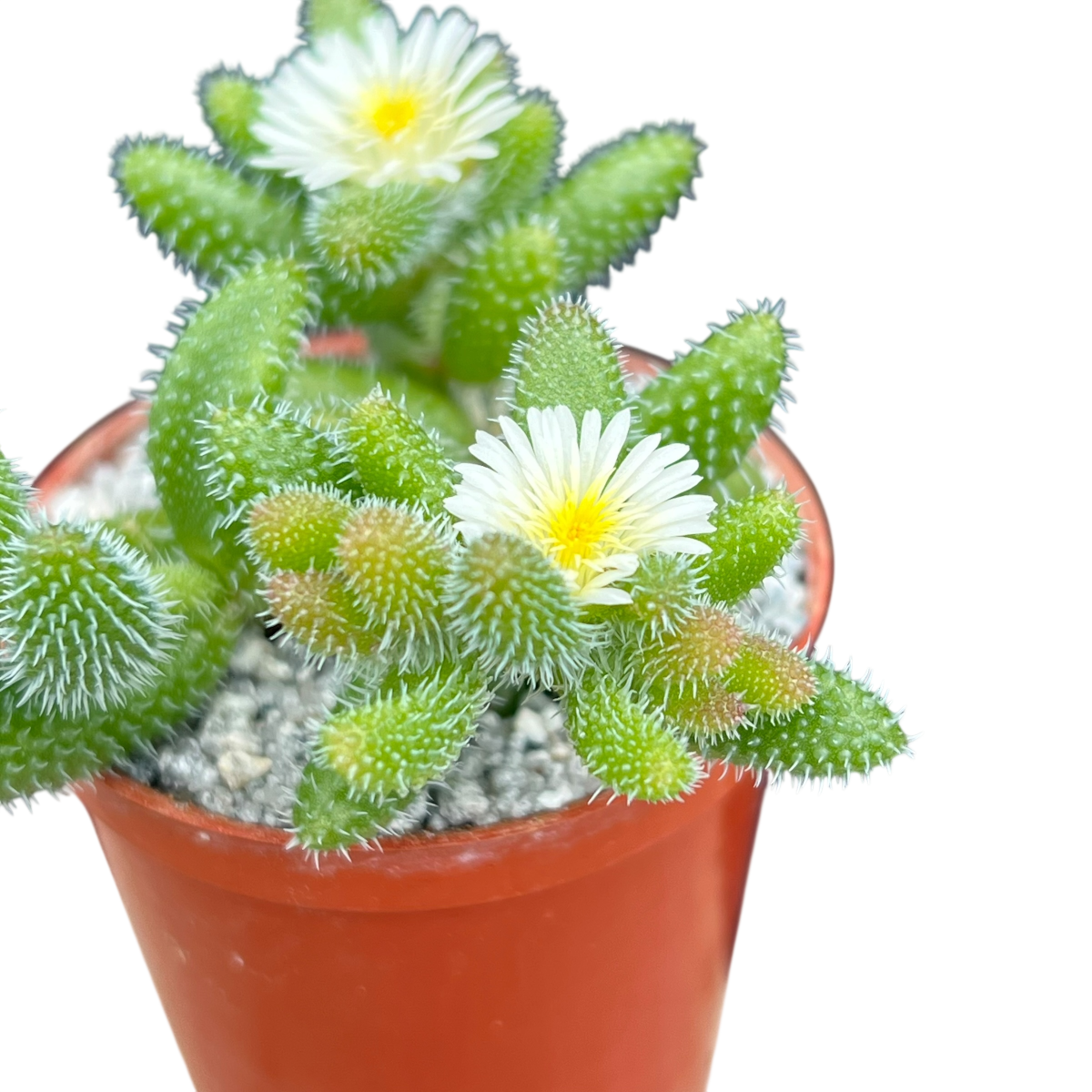 Delosperma echinatum (Pickle Plant)