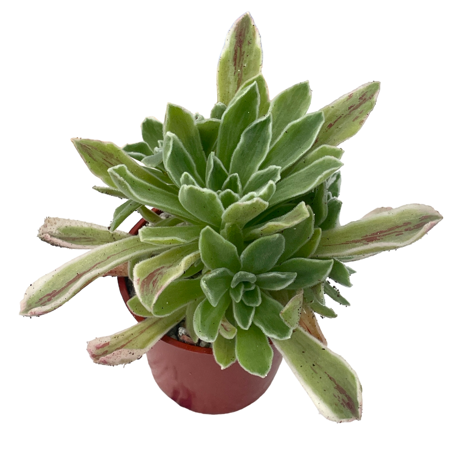 Aeonium goochiae 'Ballerina'