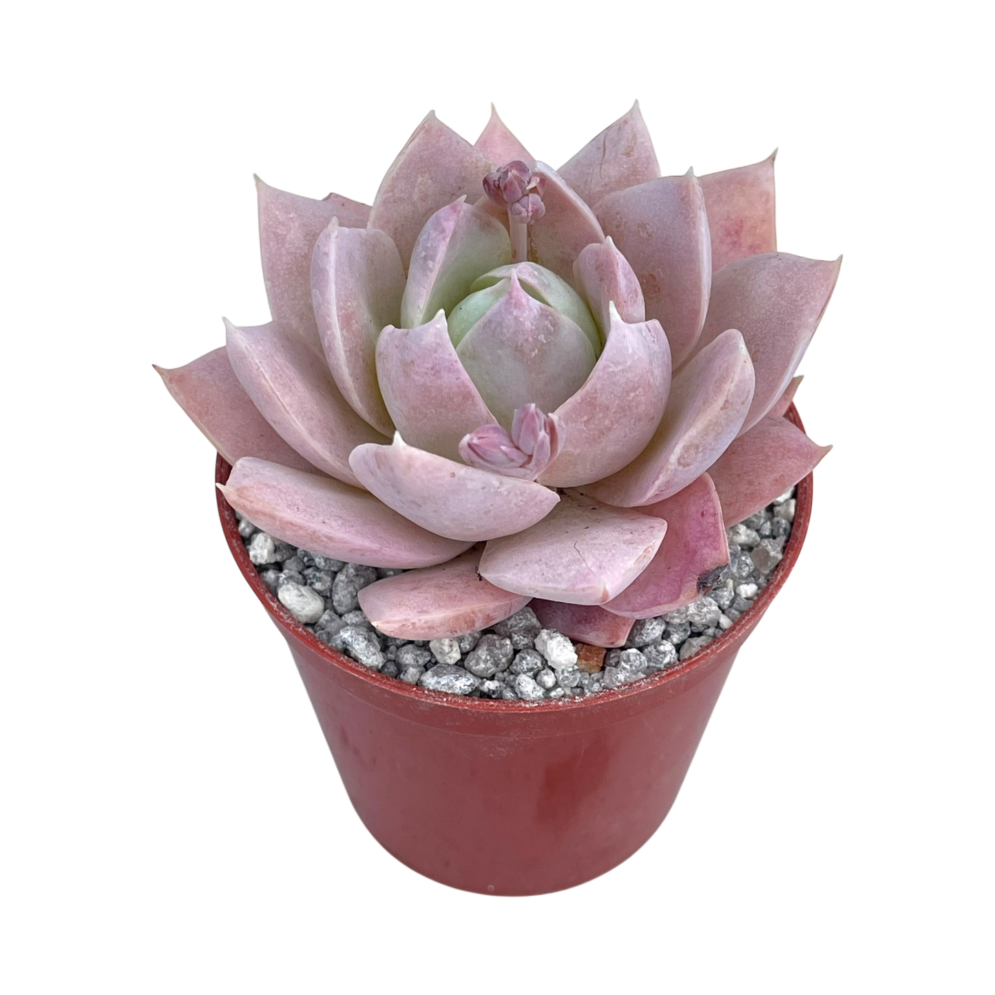 Sedum suaveolens