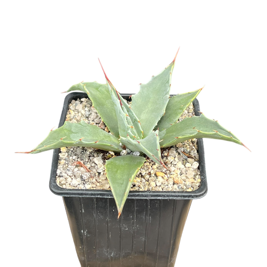 Agave montana x gentryi