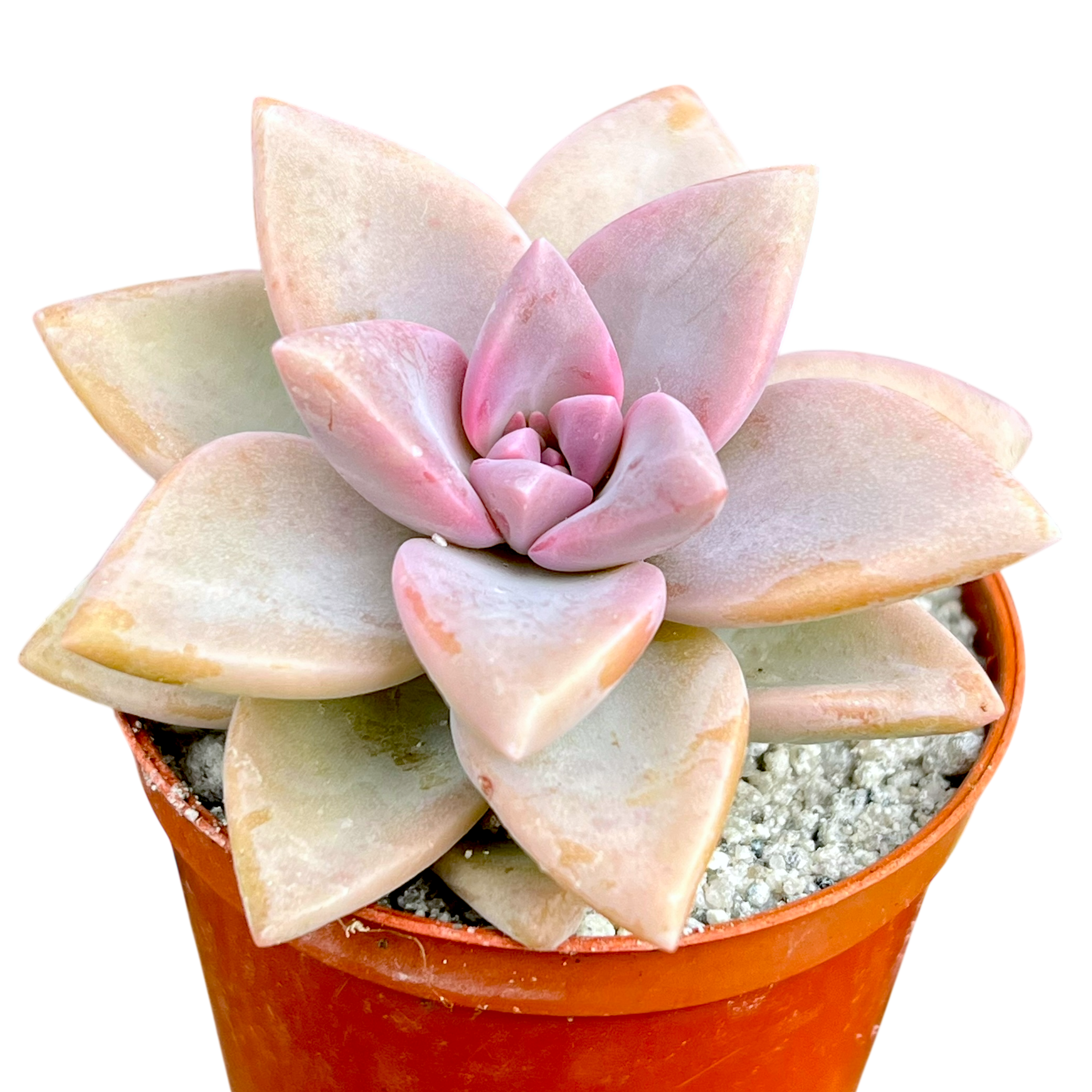 kew marble succulent x Graptosedum 'Ghosty' – Surreal Succulents