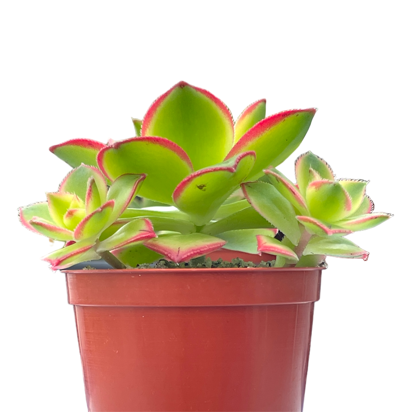 Aeonium 'Kiwi'