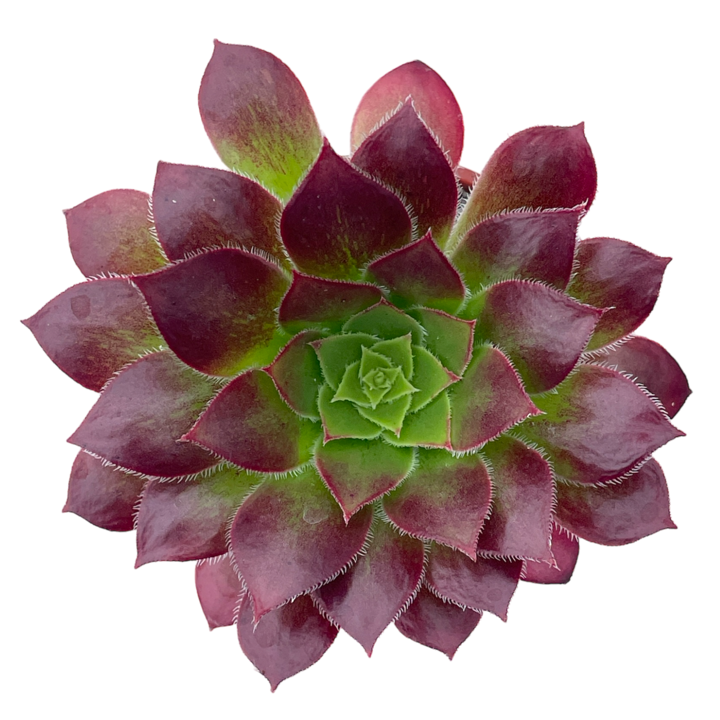Aeonium 'Black Magic'