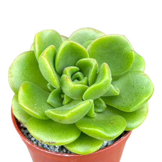 Aeonium 'Lily Pad'