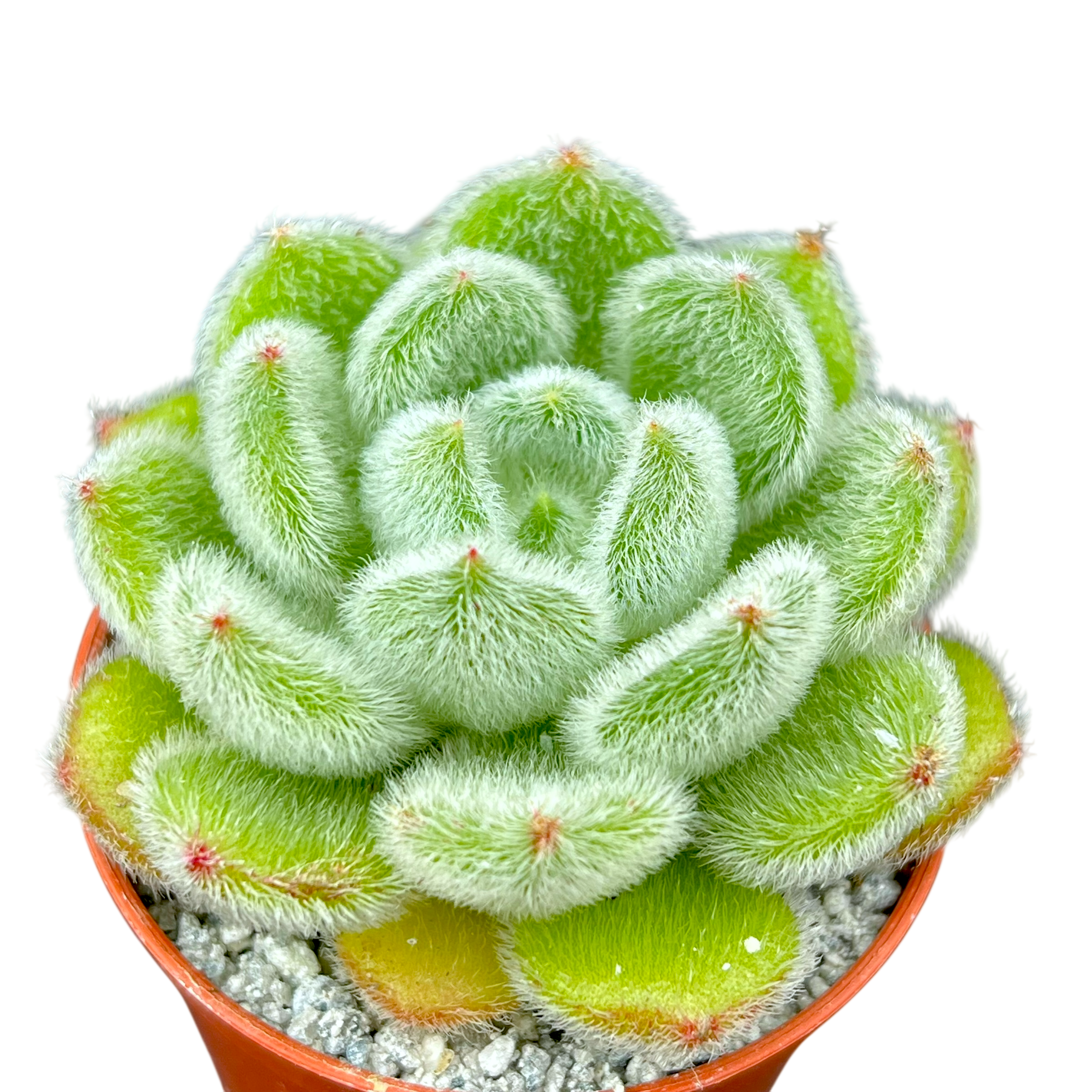 hairy succulent plant Echeveria 'Bombycina' – Surreal Succulents