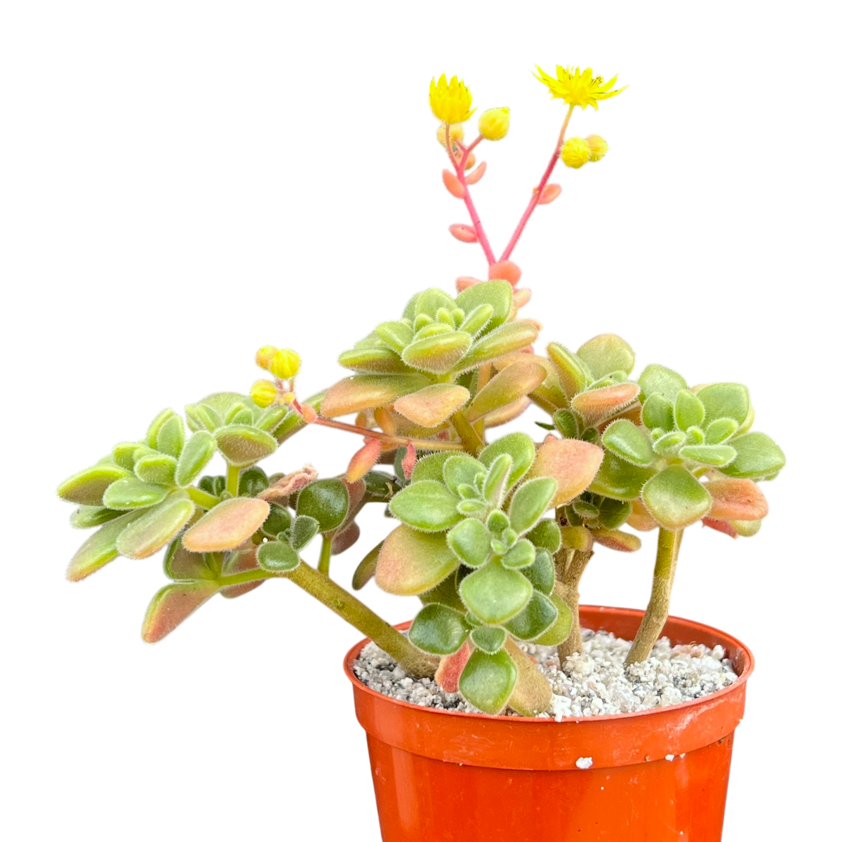 Aichryson tortuosum