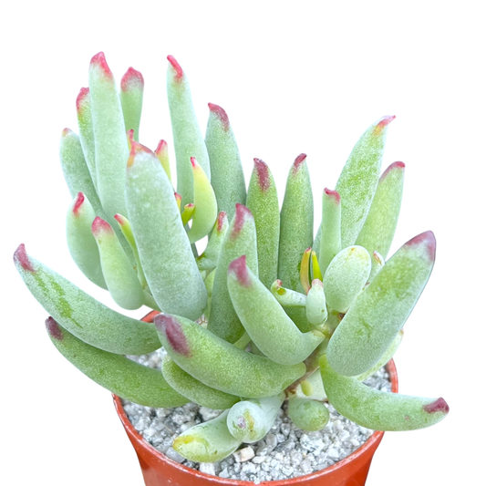 Cotyledon orbiculata var. flanaganii