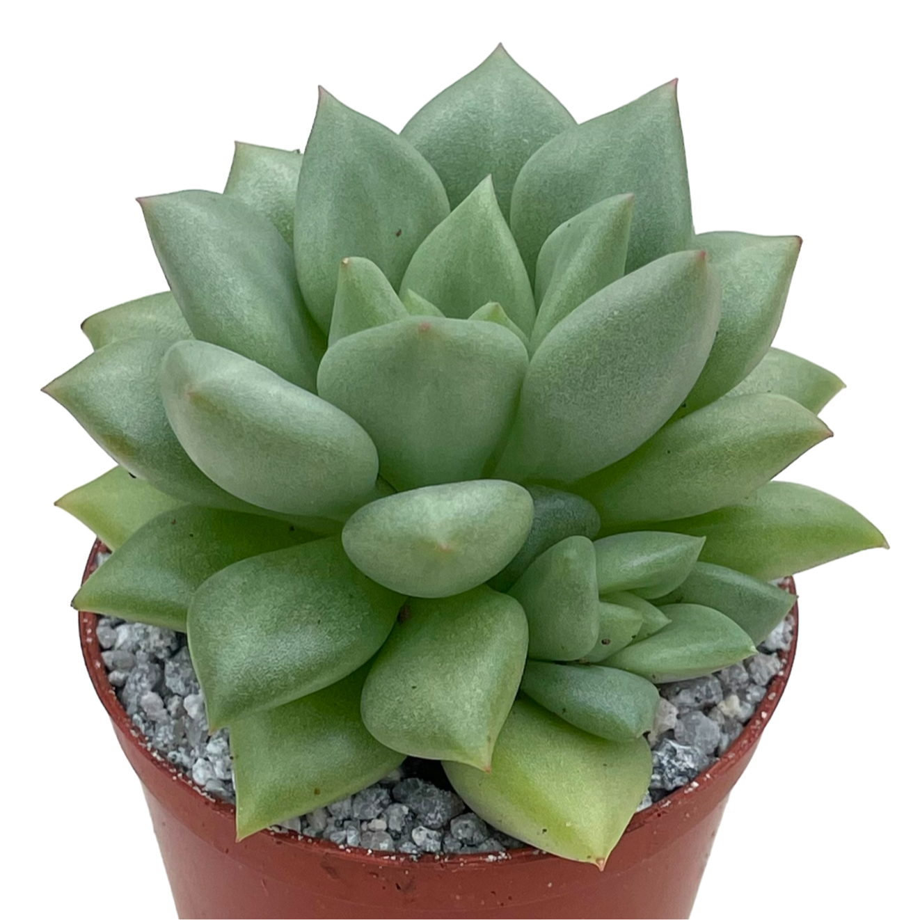 Echeveria agavoides 'Van Kepple'