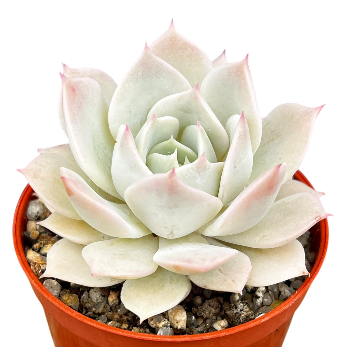 fleur blanc succulent Echeveria 'Fleur Blanc' – Surreal Succulents