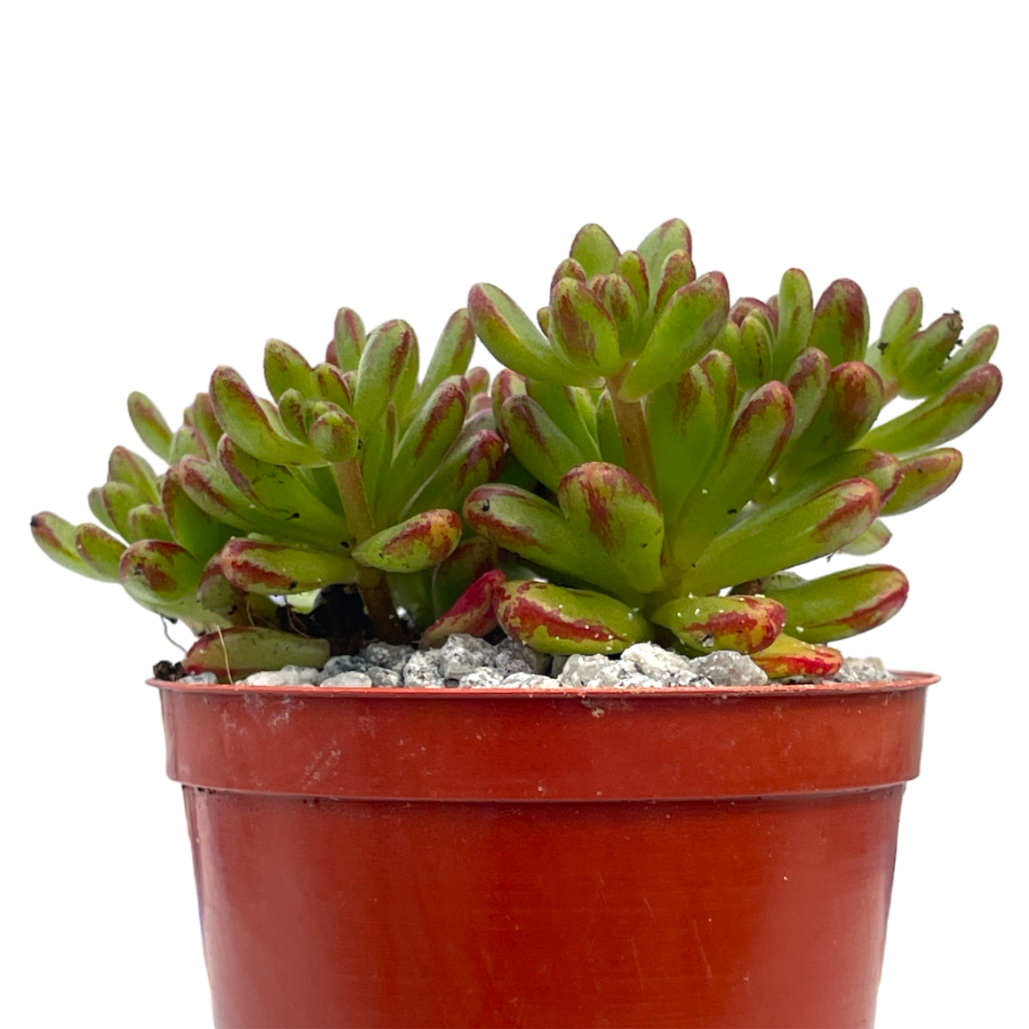 Aeonium sedifolium