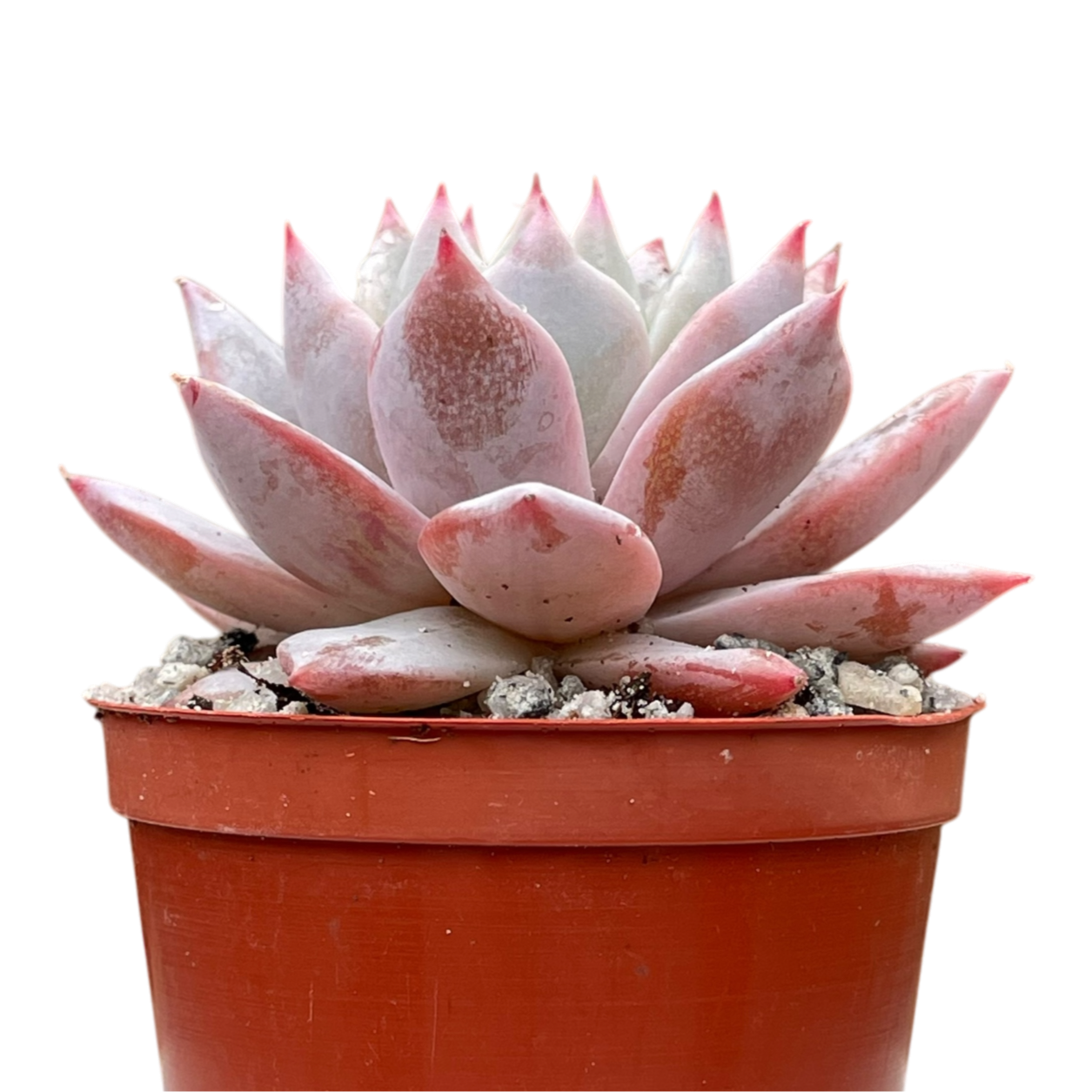 Echeveria 'Blue Bird'