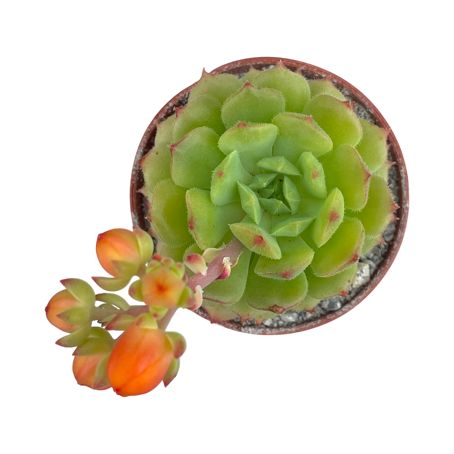 Echeveria derosa 'Worfield Wonder'