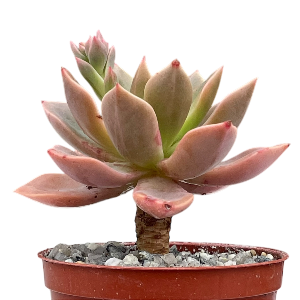 Echeveria 'Meteor'