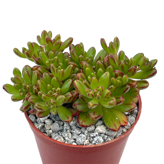 Aeonium sedifolium