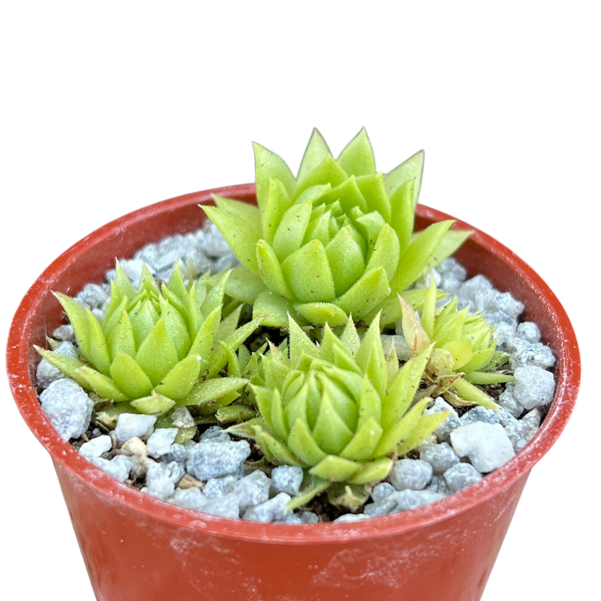 Jovibarba allionii