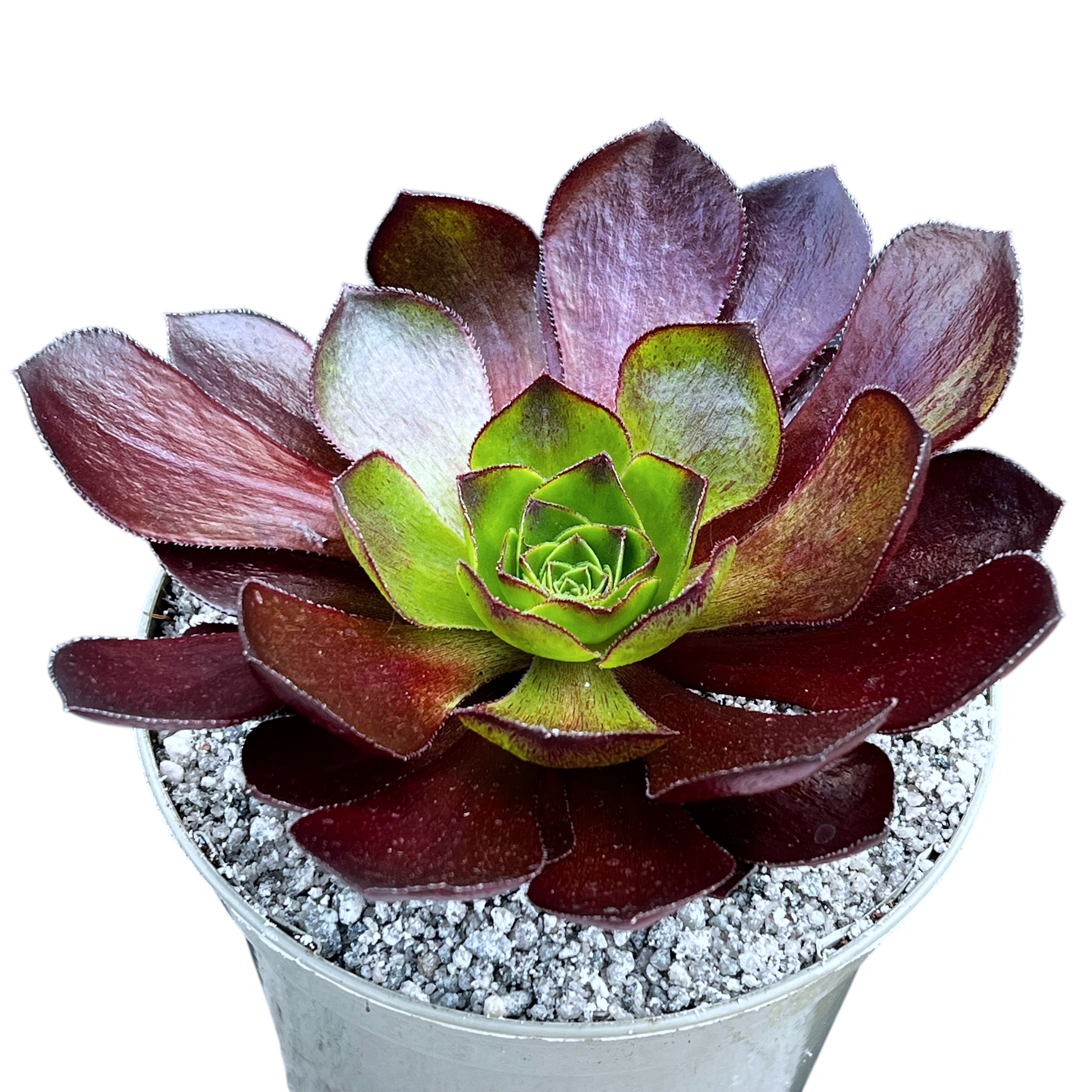surreal succulents x Semponium 'Vortex' – Surreal Succulents