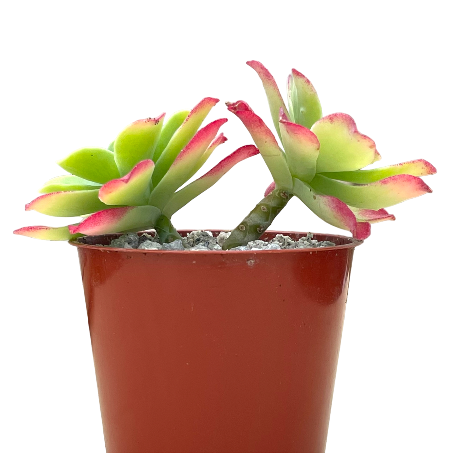 Sedum palmeri