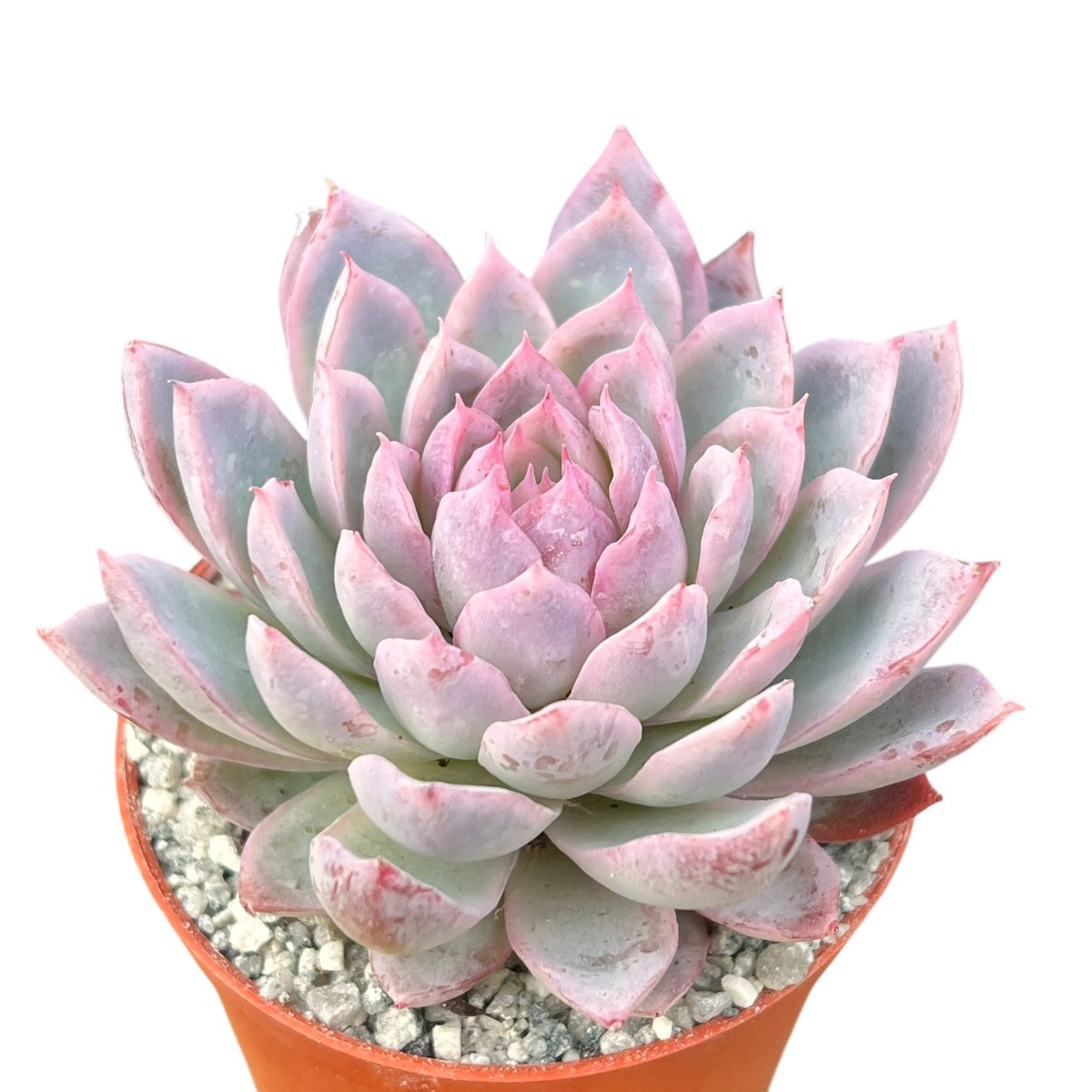 エケベリア 'ヴァイオレット・クイーン' – Surreal Succulents