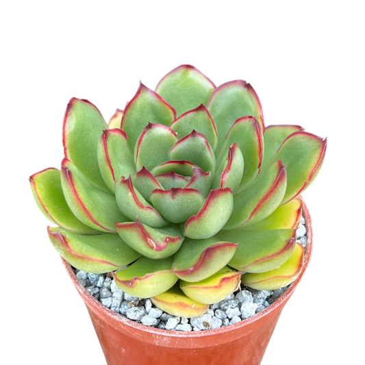 Echeveria 'Christmas'