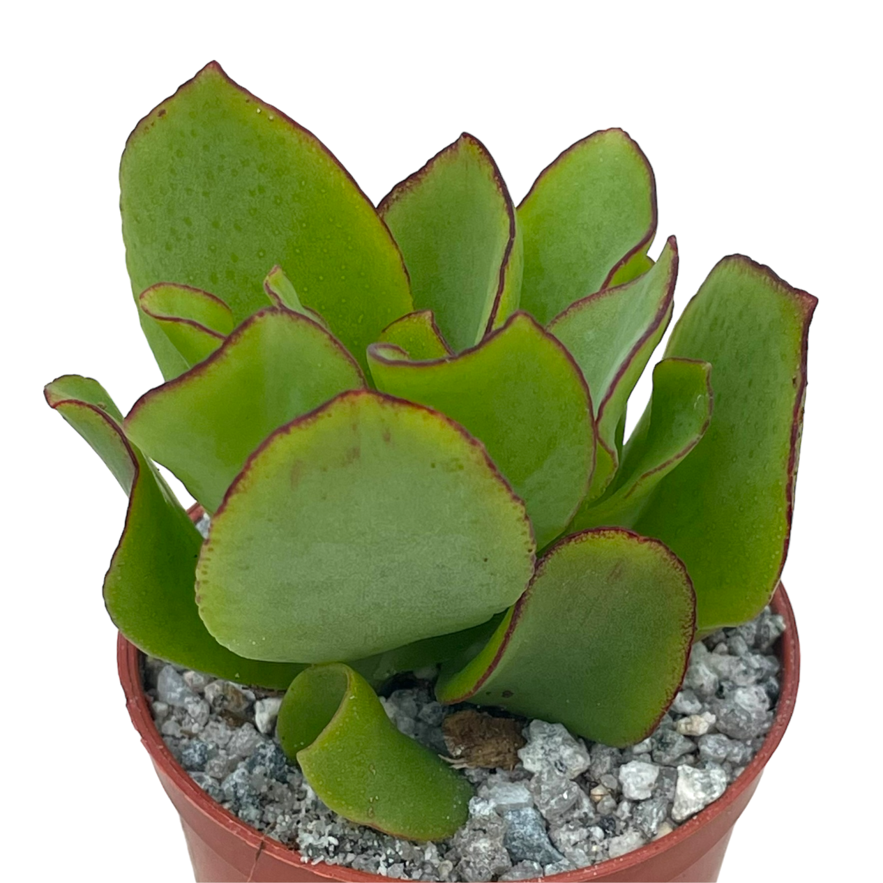 Crassula arborescens 'Ripple Jade'