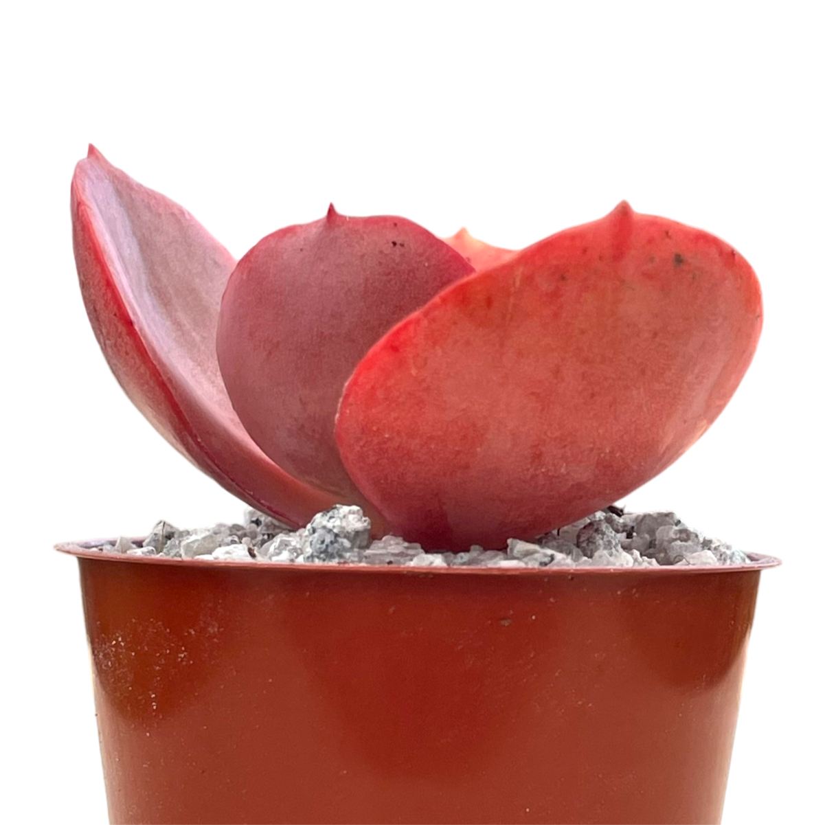 Echeveria 'Suyon'