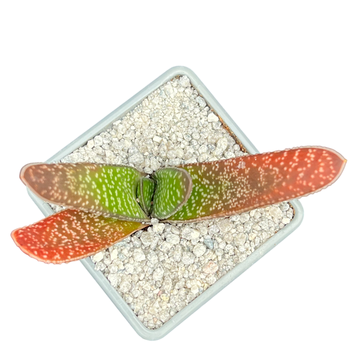 Gasteria carinata