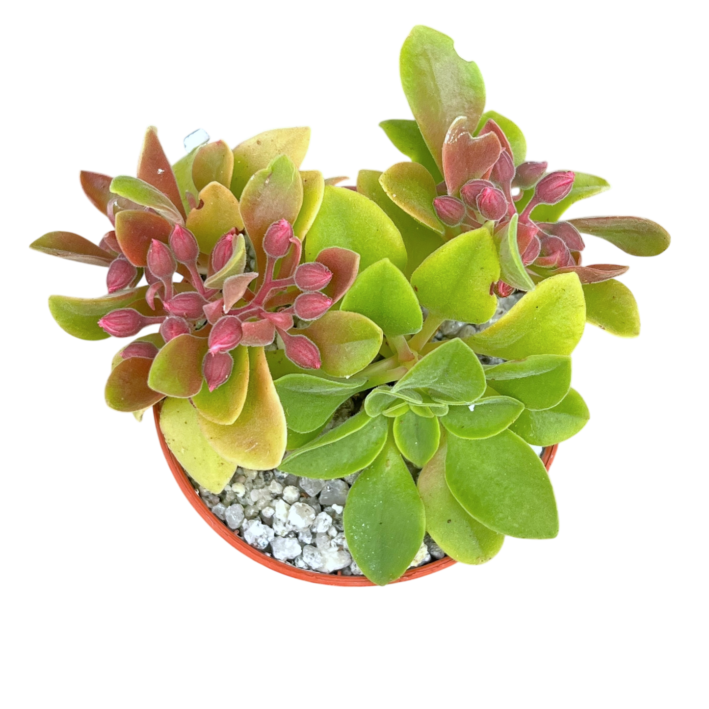 Aeonium goochiae