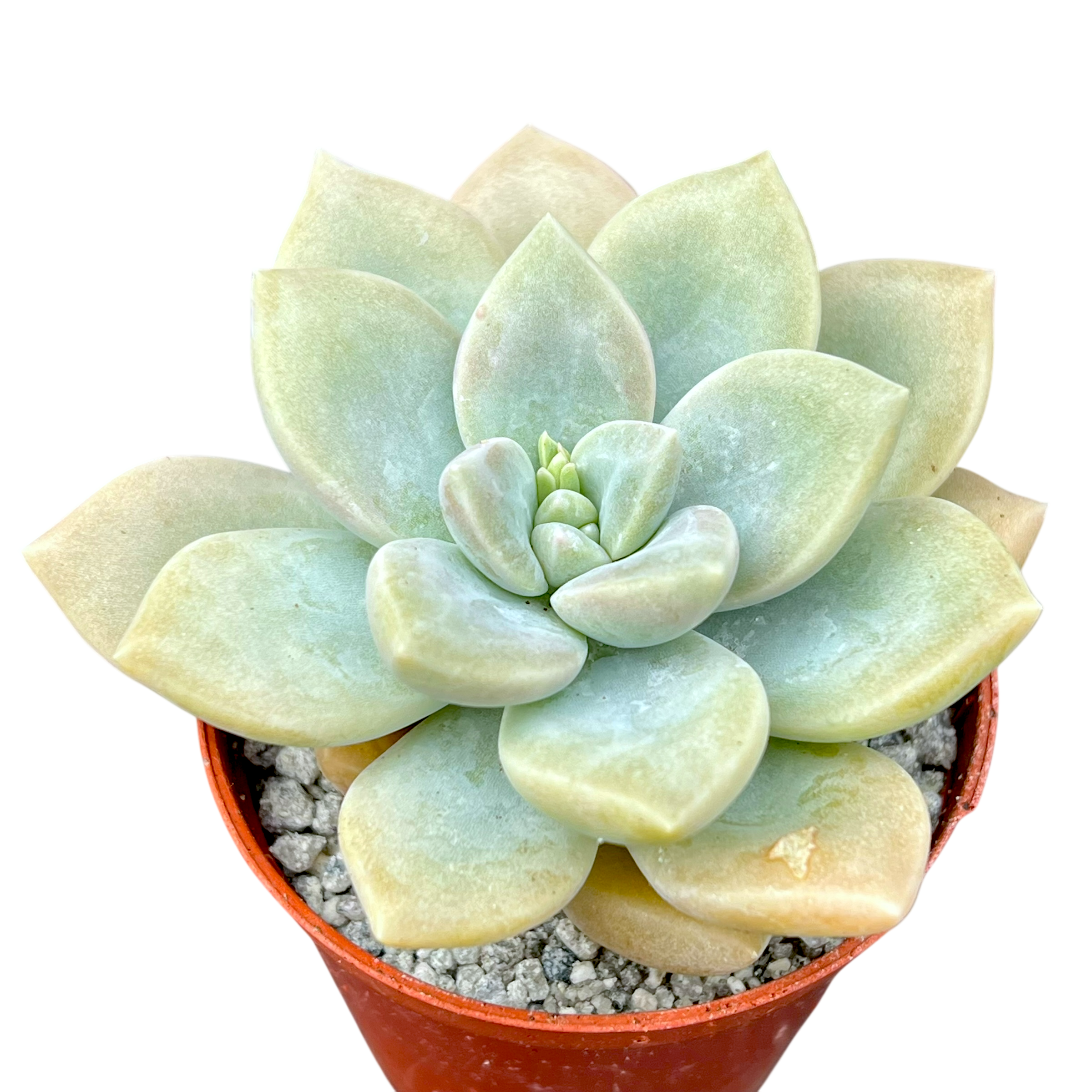 x グラプトベリア 'コアラ' – Surreal Succulents