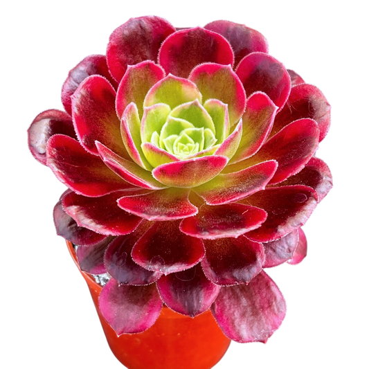 Aeonium 'Halloween' variegata (Form 2)