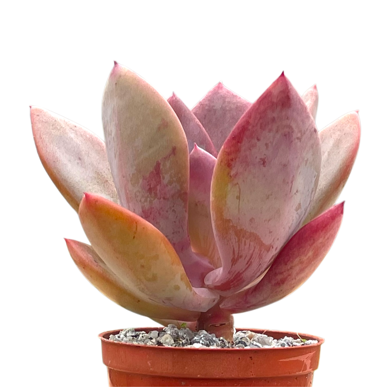 x Pachyveria 'Empress'