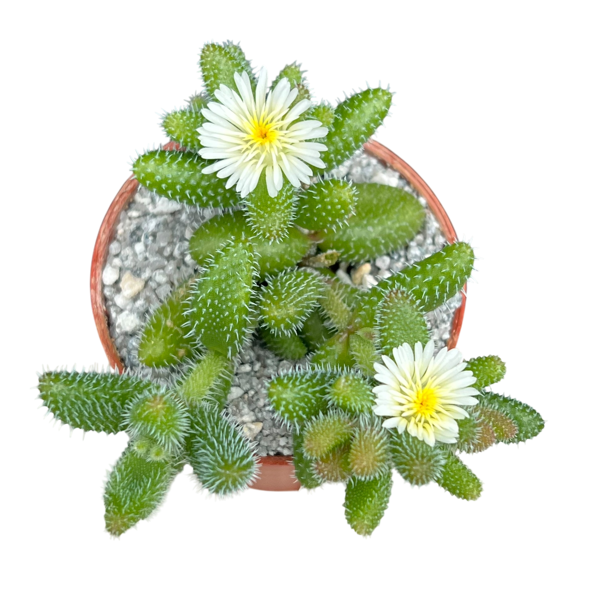 Delosperma echinatum (Pickle Plant)